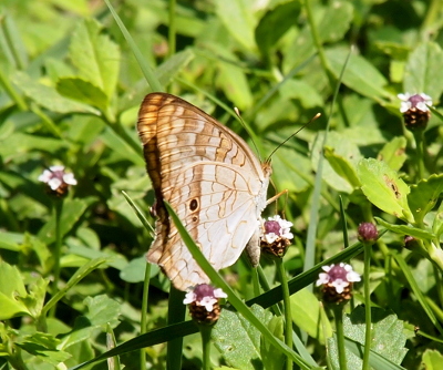[Right side view of the butterfly perched on a fogfruit flower which has purple center ringed by small white flowers. The white-tipped ends of the antenna contrast the green leaves around it. The body and the bulk of the wings are white. The wings have squiggles of brown in the lower half and brownish squiggle stripes are visible in the upper half. There is one dark circle visible in the middle of the wing.]